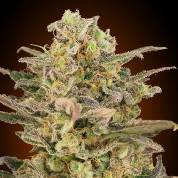 AUTO SOMANGO GLUE 1 seme femm Advanced Seeds