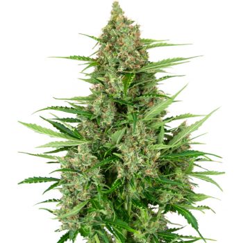 DOUBLE KUSH CAKE AUTO 3 semi femm Sensi Seeds