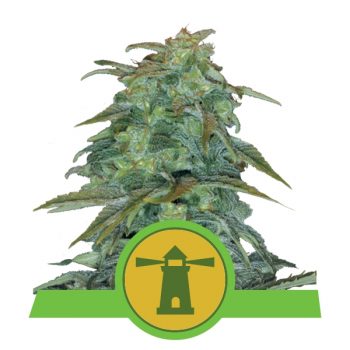 ROYAL HAZE AUTO 1 seme femm Royal Queen seeds