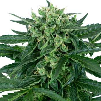 SENSI AMNESIA AUTO 1 seme femm Sensi Seeds