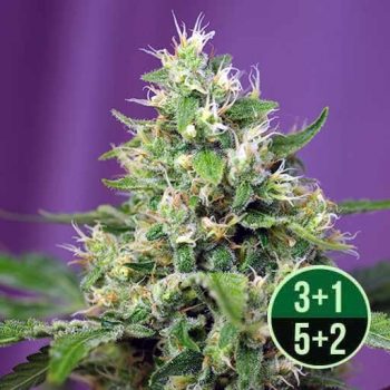 SWEET AMNESIA HAZE XL AUTO 3 semi femm Sweet Seeds