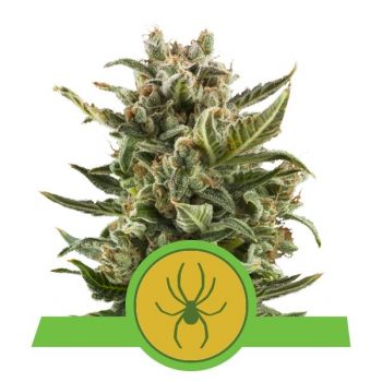 WHITE WIDOW AUTO 1 seme femm Royal Queen seeds