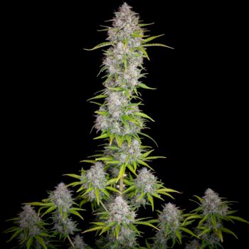 ORANGE SHERBET AUTO 1 seme femm FastBud