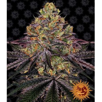 WATERMELON ZKITTLE 1 seme femm Barney's Farm