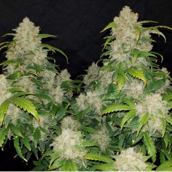 ZKITTLEZ AUTO 3 semi femm FastBud