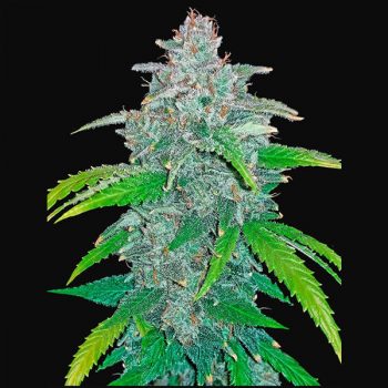 BLUE DREAM AUTO 1 seme femm FastBud