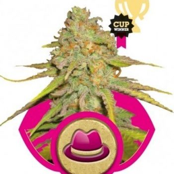 OG KUSH 1 seme femm Royal Queen seeds