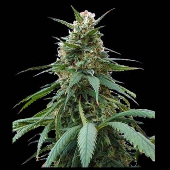 AMNESIA OG AUTO 1 seme femm Zoe's Seeds