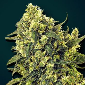 AUTOMIC BOMB XXL AUTO 1 seme femm Zoe's Seeds