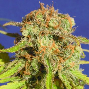 BRUCE BANNER AUTO 5 semi femm Sweet Seeds