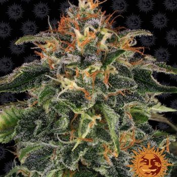 MOBY DICK 3 semi femm Barney's Farm