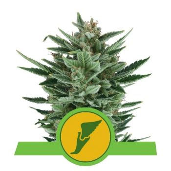 QUICK ONE AUTO 3 semi femm Royal Queen seeds