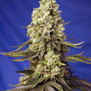 RUNTZ XL AUTO 3 semi femm Sweet Seeds