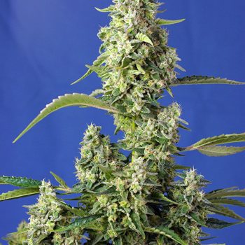 GORILLA GIRL XL AUTO- 3 semi femm Sweet Seeds