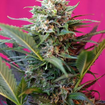 AUTO BIG DEVIL XL 5 semi femm Sweet Seeds
