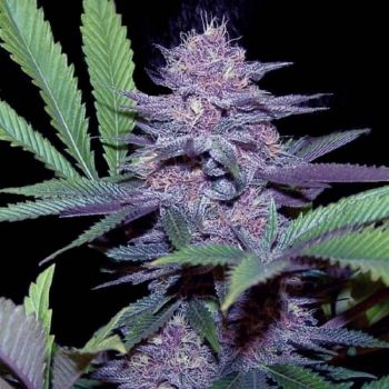 BLUE DREAM- 1 seme femm Zoe's Seeds