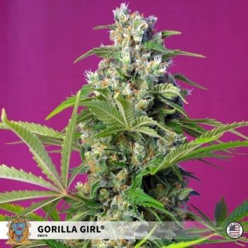 GORILLA GIRL- 5 semi femm Sweet Seeds
