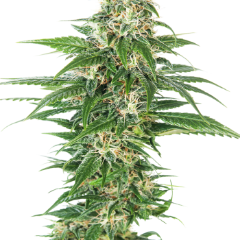 EARLY SKUNK AUTO 1 seme femm Sensi Seeds