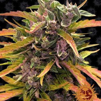 AUTO GORILLA GLUE™ 1 seme femm  Barney's Farm