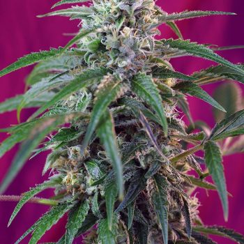 AUTO GREEN POISON - 3 semi femm Sweet Seeds