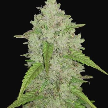 AUTO ORIGINAL AMNESIA HAZE 1 seme femm FastBud