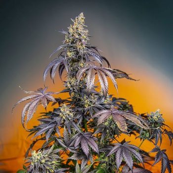 RED GORILLA GIRL XL AUTO 5 semi femm Sweet Seeds