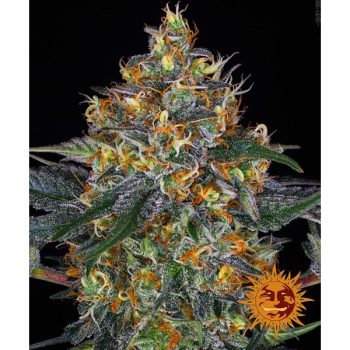 AUTO MOBY DICK 1 seme femm  Barney's Farm