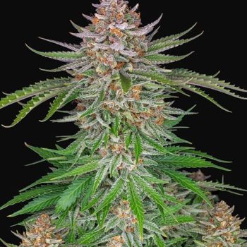 STRAWBERRY PIE  AUTO- 3 semi femm Fast Bud