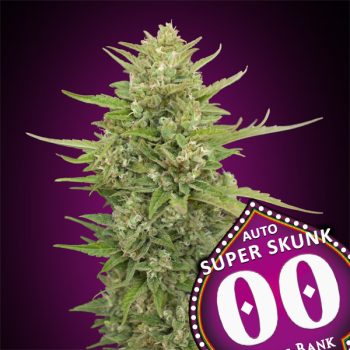 AUTO SUPER SKUNK 3 semi femm 00 Seeds