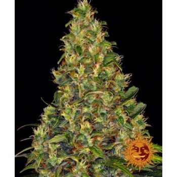 AUTO AMNESIA HAZE 1 seme femm  Barney's Farm