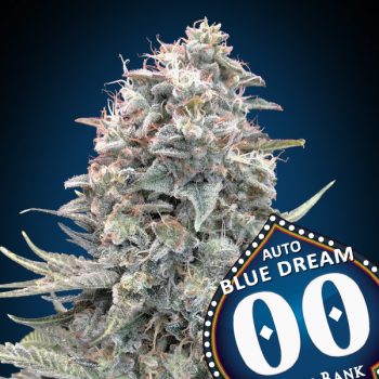AUTO BLUE DREAM 3 semi femm 00 Seeds