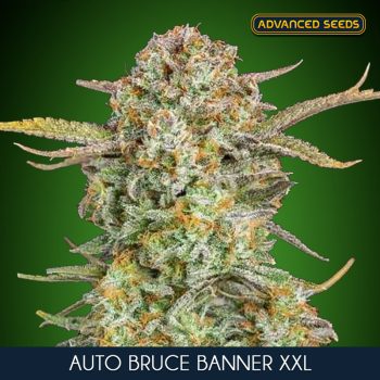 BRUCE BANNER XXL AUTO 1 semi femm Advanced seeds
