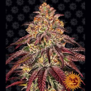MIMOSA X ORANGE PUNCH™ AUTO  1 seme femm Barney's Farm