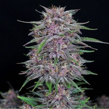 BANANA PURPLE PUNCH AUTO- 1 seme femm Fast Bud