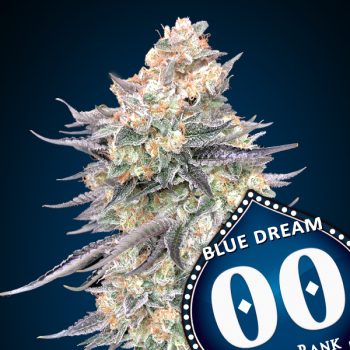 BLUE DREAM- 3 semi femm 00 Seeds