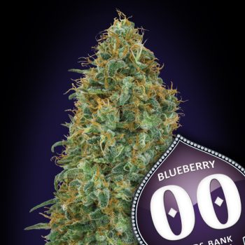 BLUEBERRY- 3 semi femm 00 Seeds