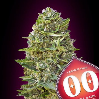 CARAMEL KUSH- 3 semi femm 00 Seeds