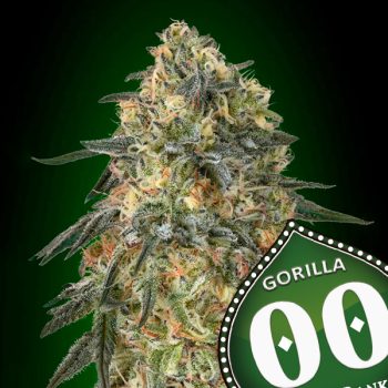 GORILLA- 5 semi femm 00 Seeds