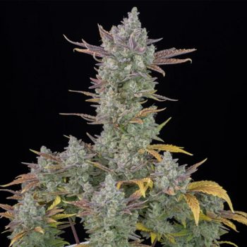 GORILLA COOKIES AUTO- 3 semi femm Fast Bud
