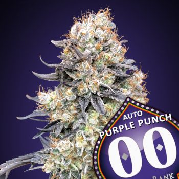 AUTO PURPLE PUNCH 5 semi femm 00 Seeds