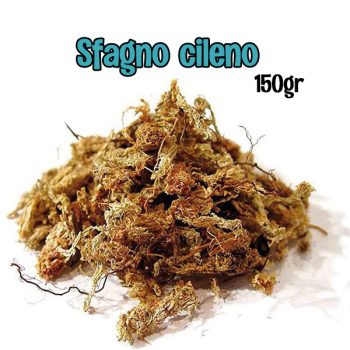 SFAGNO CILENO 150gr