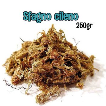 SFAGNO CILENO 250gr