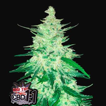 CBD AUTO 1:1 (ex CBD CRACK AUTO) - 3 semi femm Fast Bud