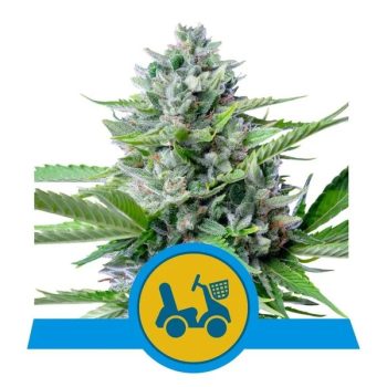 FAST EDDY CBD AUTO 3 semi femm Royal Queen seeds