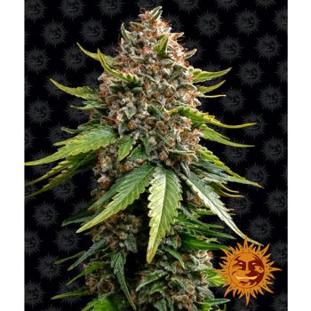 WHITE WIDOW XXL AUTO 1 seme femm Barney's Farm