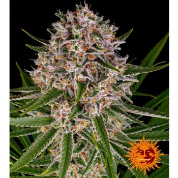 LEMON HAZE AUTO 1 seme femm Barney's Farm