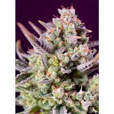 SWEET ZENZATION XL AUTO® 3 semi femm Sweet Seeds