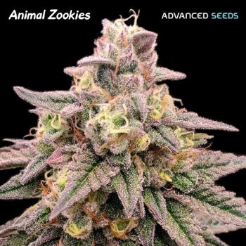 ANIMAL ZOOKIES 1 seme femm Advanced Seeds