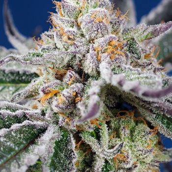 ORANGE APRICOT GLUE XL AUTO 3 semi femm Sweet Seeds