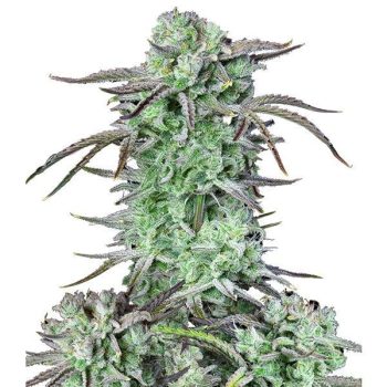STRAWBERRY BANANA AUTO- 1 seme femm Fast Bud